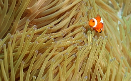 Sipadan_2015_Poisson Clown a trois bandes_Amphiprion ocellaris_IMG_2961_rc